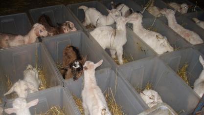 Pasgeboren lammetjes worden meestal individueel gehuisvest totdat de biest gegeven is.