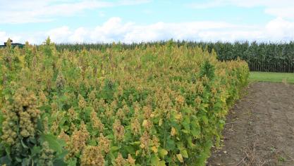 Crevits mogelijke kansen voor de landbouwsector met droogteresistente en zouttolerante teelten, bijvoorbeeld quinoa en zoute aardappelen.