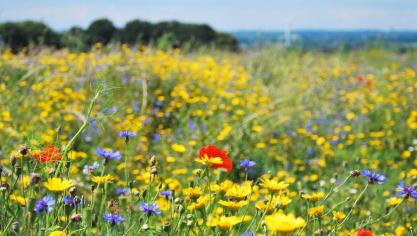 Het inzetten van niet-productieve investeringen helpt de biodiversiteit vooruit.