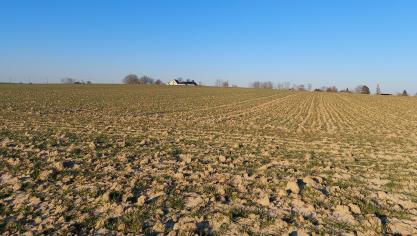 Wintergranen moeten nog niet behandeld worden tegen bladluizen.