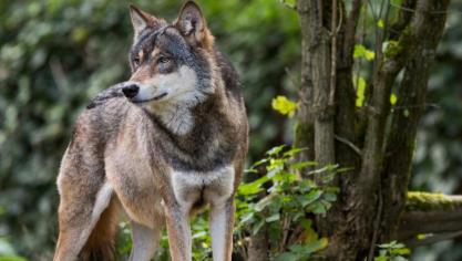 In 70 % van de dodelijke aanvallen door wolven zijn schapen het slachtoffer, blijkt uit cijfers van het Agentschap Natuur en Bos.