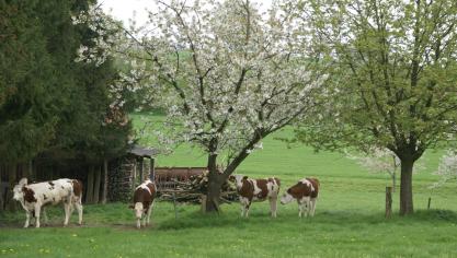 Concreet kunnen actieve landbouwers financiële steun krijgen bij investeringen in landschap, biodiversiteit, wateropslag en infiltratie, erosie en bodem.