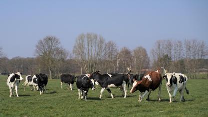 Een voorjaarsdip in het vetgehalte én vruchtbaarheidsproblemen kan je voorkomen door een goed aanvullend rantsoen.