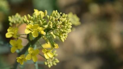 Het risico op opbrengstverlies door de glanskever is geweken als de bloemknoppen open staan.