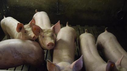 Met de de vrijstelling van de bijdrage aan het Sanitair Fonds wil men de sector opnieuw wat zuurstof geven.