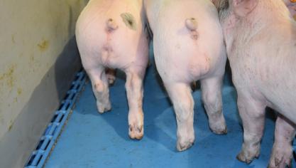 Immunocastratie blijft een heikel punt voor exportmarkten.