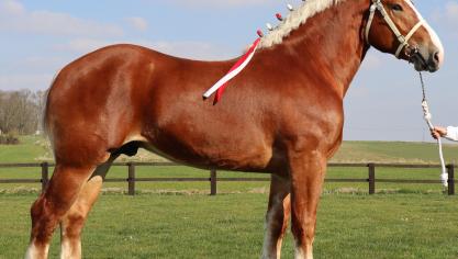 De net geen 3 jaar oude L-Valley Prince Piper van Stal Talpe uit Komen werd met een hoge puntenscore voor de eerste maal goedgekeurd.