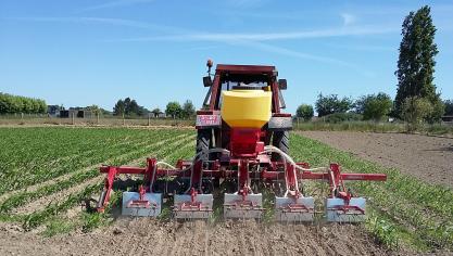 Inzaaimengsel Engels raaigras + kropaar in het 4-5-bladstadium van de maïs, foto genomen op 28 mei 2020, Moortsele.  Bij zaai werd via kappen vermeden dat graszaad terechtkwam in de maïsrijen.