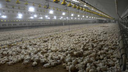 Tussen november 2020 en september 2021 sloten 24 derde landen hun grenzen voor onze pluimveeproducten.