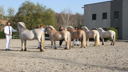 Foto van alle aanwezige kleuren op de laatste hengstenkeuring van de Fjorden.