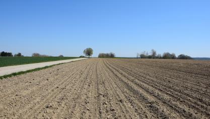 Volg de onkruidontwikkeling in bietenvelden nauwgezet op.