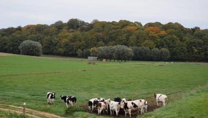 Dierenwelzijn Vlaanderen trad vorig jaar enorm veel op waar het niet in orde was met dierenwelzijn.