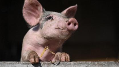 Volgens de bevindingen werden positieve gevoelens uitgedrukt in korte klanken, terwijl negatieve gevoelens vaak via lange knorren worden geuit.
