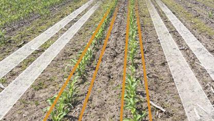 Vogels houden niet van maïszaad met een Initio Bird Protect Next Generation behandeling (middenste rijen). Ze zullen kiezen voor onbehandelde plantjes.