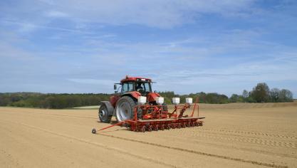 Kostenstijgingen staan de rendabiliteit van de cichoreiteelt in de weg.