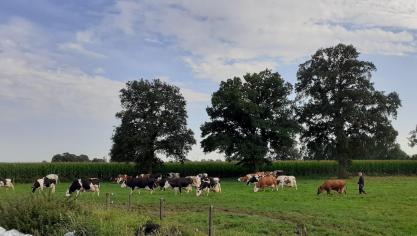 De melkveestapel groeide tijdens de periode 2005-2020 met 13%, terwijl de zoogkoeienstapel met 27% is gekrompen.