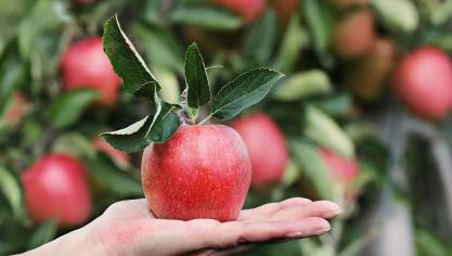 De deelnemers van de Sneukeltocht kunnen genieten van een lokaal geteelde appel.