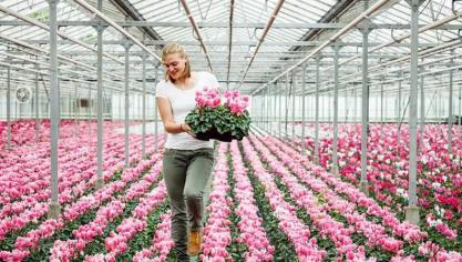 De winnende foto van de fotowedstrijd glastuinbouw – Serre met cyclamen