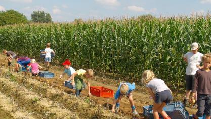 Tijdens de coronaperiode daalde het aantal leerlingen dat deelnam aan  plattelandsklassen fors.