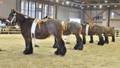 Bianca van  Hazelbeek,  kampioene bij de fokmerries, van Marnick, Elize  en Virgini Van Buggenhout uit Aaigem, en lot afstammelingen
