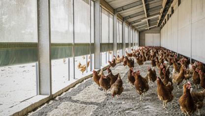 De gestegen voeder- en energieprijzen zetten biologische leghennenhouders onder druk.