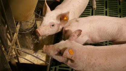 Als door het stikstofakkoord de varkensstapel effectief met 30% zal dalen, dan daalt ook de veevoederproductie met 30%. Dat is meer dan 1 miljoen ton!