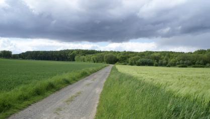 In de wintergranen werd gele roest, witziekte en bladseptoria waargenomen.