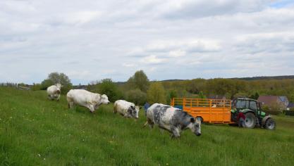 Eind april 2022 heeft het Departement Landbouw en Visserij het saldo van de premie voor het behoud van de gespecialiseerde zoogkoeienhouderij uitbetaald.