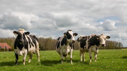 De directie van Royal A-ware legde een weidemelkpremie van 1 euro per 100 l vast die zal toegepast worden op leveringen van april tot en met september 2022.