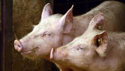 Varkens met streptokokken hebben meer antibiotica nodig, dus is een optimaal management een must.