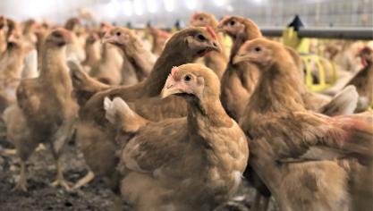 Pluimveehouders Wendy en Joris namen na problemen met salmonella deel aan het Disarmproject.