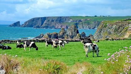 De beschikbaarheid van voorjaarsgras op de weides en de hoge kunstmestprijzen zijn zeker oorzaak van het meer afvoeren van melkkoeien in Ierland.