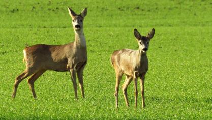 Getroffen reeën kampen met diarree en lijken sterk vermagerd, soms met de dood tot gevolg. Het is belangrijk om zieke dieren te melden bij HVV.