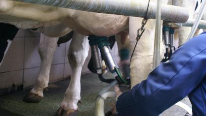 In 2020 was de opvolging op land- en tuinbouwbedrijven met een bedrijfshoofd ouder dan 50 jaar het vaakst gegarandeerd op bedrijven gespecialiseerd in melkproductie.