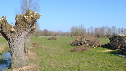 Het is wel een uitdaging om genoeg biomassa bijeen te brengen om te kunnen gebruiken en die biomassa moet ook voldoen aan de vereiste kwaliteit voor de beoogde toepassing.