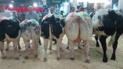 Kampioenen Agridagen 2022, met v.l.n.r. Rafa van de Sluizenweg, Peggy van de Hememrijksehei, Quincy van ’T Herent,  Delphine Van De Heidebloem en Navina vd Noordwateringshoeve.