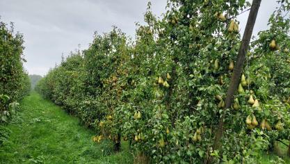 Bacterievuur of perenvuur staat niet meer op de lijst van de Europese  quarantaineziekten.