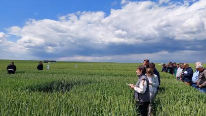 In wintertarwe duiken steeds meer hybride rassen op.