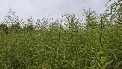 Op het proefveld in Herent ligt een rassenproef met mostervariëteiten aan.