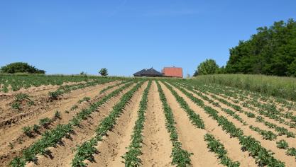 De Belgapomprijs voor Fontane bedraagt 200 euro/ton zonder btw op 10 juni 2022.