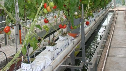 Aquaponics kan een belangrijk wapen zijn om de toekomstige voedselvoorziening te garanderen.