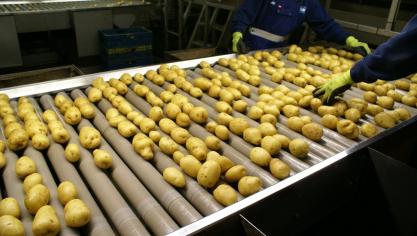 In het kader van circulaire landbouw zouden aardappelschillen gebruikt kunnen worden om frietbakjes van te maken.