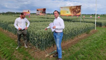 Hybride graanvariëteiten helpen om de extremen op te vangen waarmee het gewas geconfronteerd kan worden.