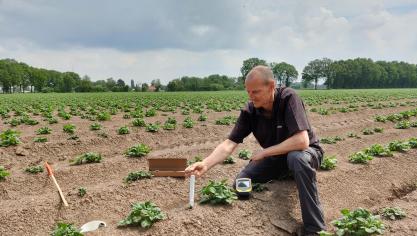 Van de 3.000 velddolken komen er 190 in aardappelvelden terecht.