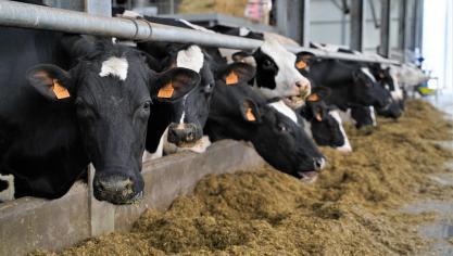 Volgens het rapport stierven 42.000 schapen en geiten, 92.000 runderen, 258.000 varkens en 5,7 miljoen stuks pluimvee.