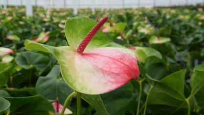 De anthuriums kunnen 1, 2 of zelfs 3 kleuren hebben, maar kunnen ook gestreept zijn.