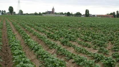 Momenteel is het aanbod groter dan de vraag.