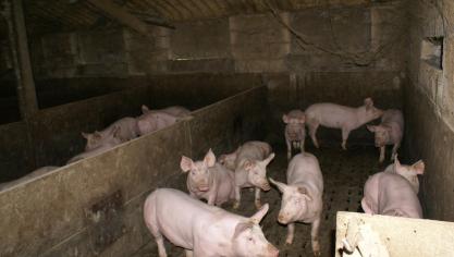 De varkenssector in Vlaanderen zit reeds geruime tijd in een diepe crisis omwille van verschillende redenen.