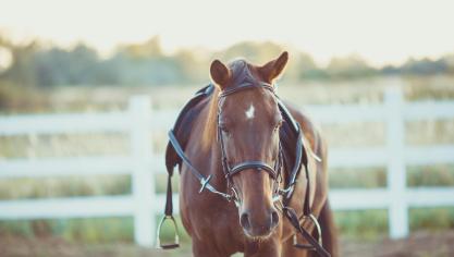 Het Equilabel kwaliteitslabel werd fors uitgebreid met heel wat criteria die het welzijn van de paarden centraal stellen.