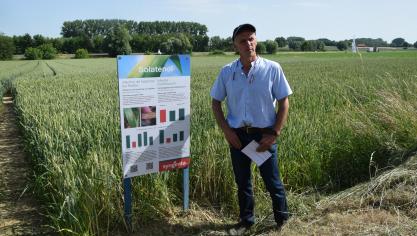 De veredeling in granen is de laatste jaren sterk geweest wat betreft resistentie voor septoria, maar niet voor gele roest , aldus gewasadviseur Christian Walraevens.